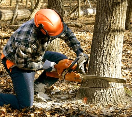 Tree Removal in Loch Sheldrake, NY